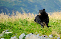 Alaska - Black Bear